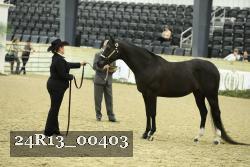 24R13_00403 thumbnail