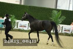 24R13_00411 thumbnail