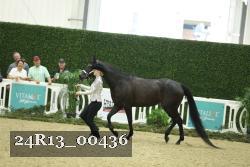 24R13_00436 thumbnail