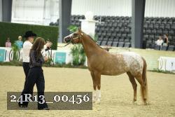 24R13_00456 thumbnail