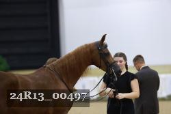 24R13_00497 thumbnail
