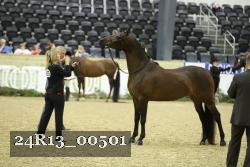 24R13_00501 thumbnail