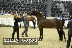 24R13_00502 thumbnail
