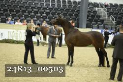 24R13_00503 thumbnail
