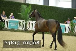 24R13_00508 thumbnail