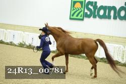 24R13_00781 thumbnail