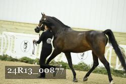 24R13_00877 thumbnail