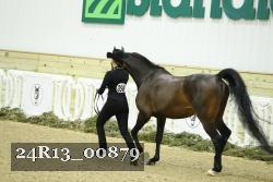 24R13_00879 thumbnail