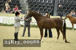 24R13_00988 thumbnail