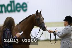 24R13_01000 thumbnail