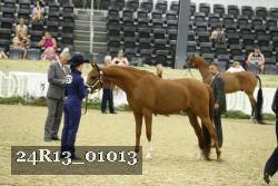 24R13_01013 thumbnail