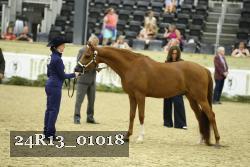 24R13_01018 thumbnail