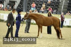 24R13_01019 thumbnail