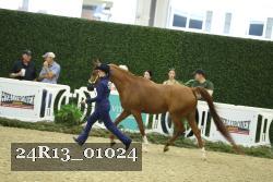 24R13_01024 thumbnail