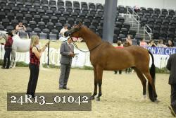 24R13_01042 thumbnail