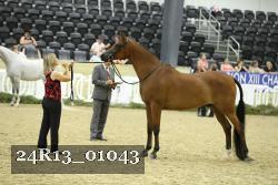 24R13_01043 thumbnail