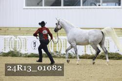 24R13_01082 thumbnail