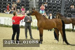 24R13_01088 thumbnail