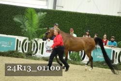 24R13_01100 thumbnail