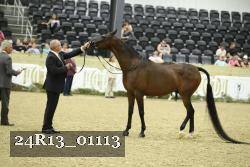 24R13_01113 thumbnail