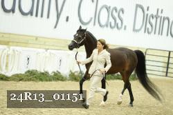 24R13_01151 thumbnail