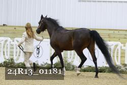 24R13_01181 thumbnail