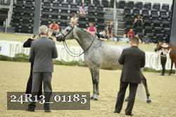 24R13_01185 thumbnail