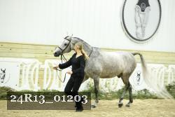 24R13_01203 thumbnail