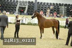 24R13_01211 thumbnail