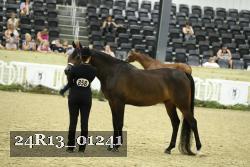 24R13_01241 thumbnail
