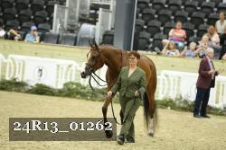 24R13_01262 thumbnail