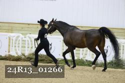 24R13_01266 thumbnail