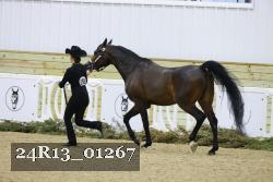 24R13_01267 thumbnail