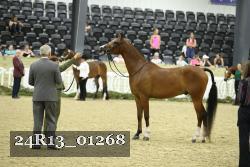24R13_01268 thumbnail