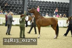 24R13_01270 thumbnail
