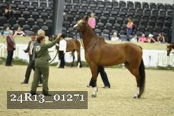 24R13_01271 thumbnail