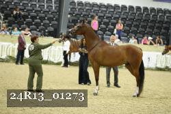 24R13_01273 thumbnail