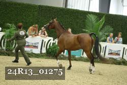 24R13_01275 thumbnail