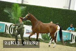 24R13_01282 thumbnail