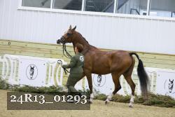 24R13_01293 thumbnail