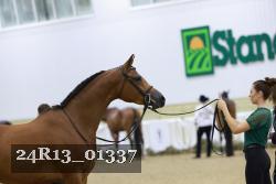 24R13_01337 thumbnail
