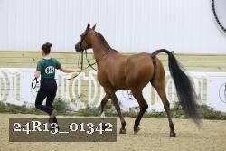 24R13_01342 thumbnail