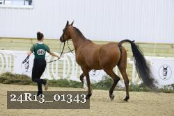 24R13_01343 thumbnail