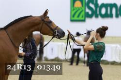 24R13_01349 thumbnail