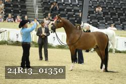 24R13_01350 thumbnail