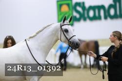 24R13_01392 thumbnail