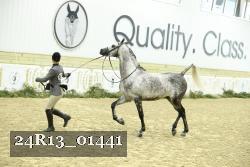 24R13_01441 thumbnail