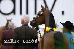 24R13_01486 thumbnail