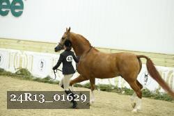 24R13_01629 thumbnail