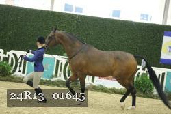 24R13_01645 thumbnail